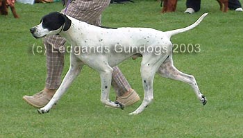 3rd Limit Dog
